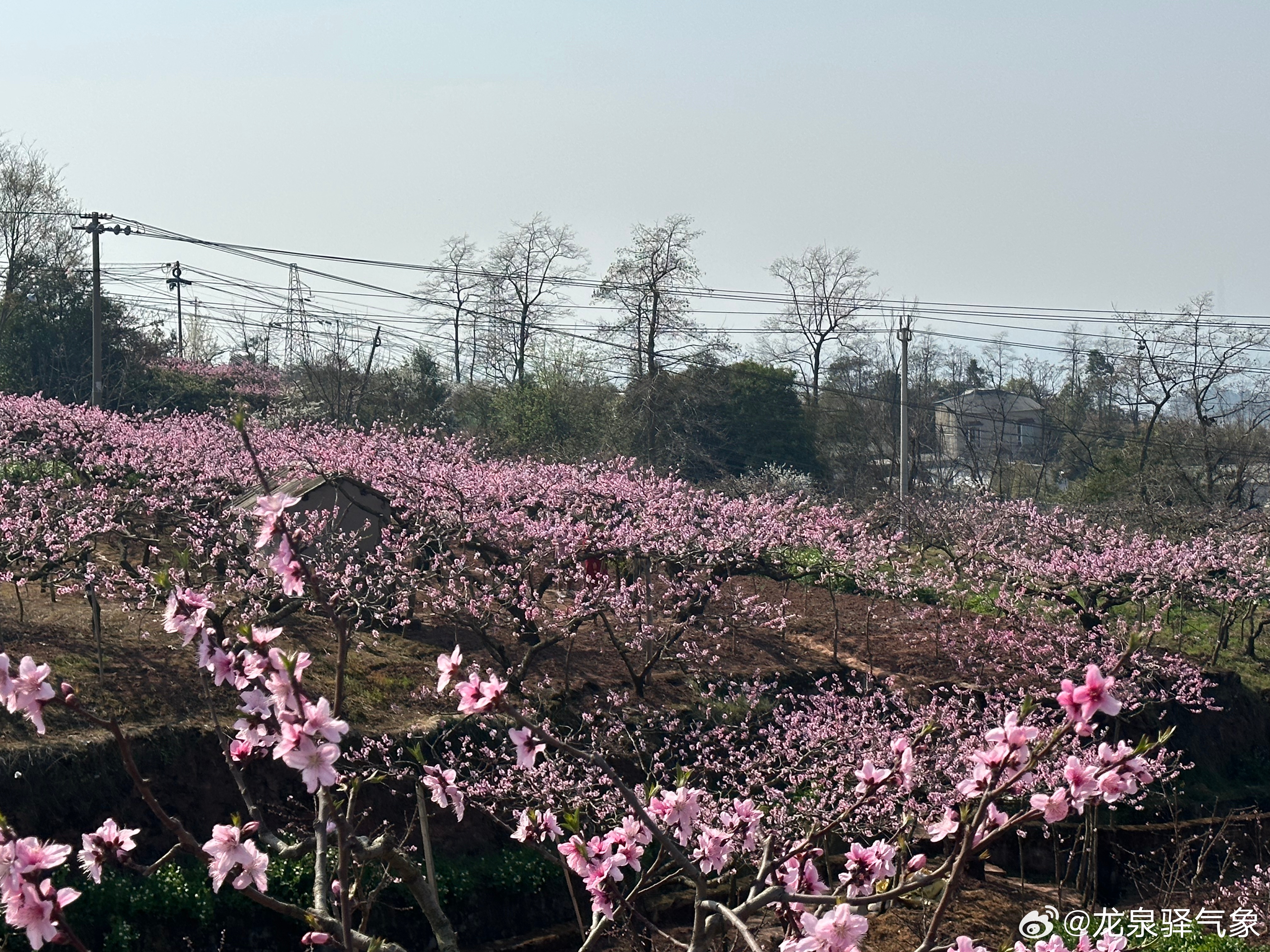 桃花盛开季天气预报，准备好迎接缤纷色彩了吗？