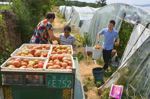 宜阳镇最新项目，地区发展的强大引擎启动器