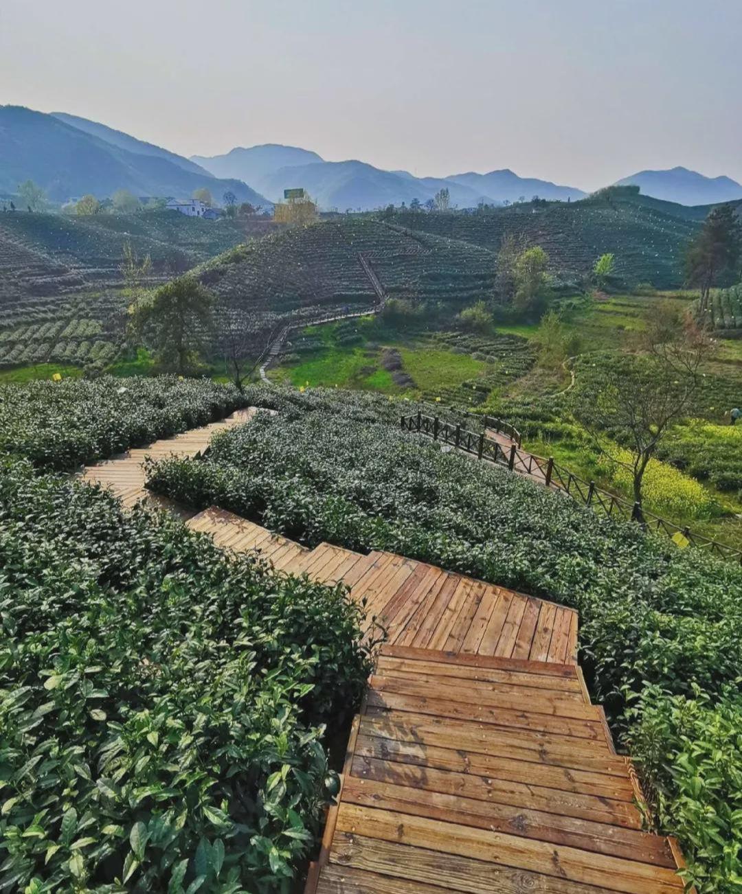 茶村最新项目探索，茶产业新境界之旅