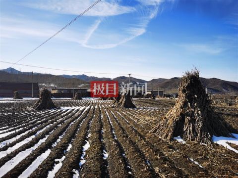 松树村繁荣新貌，乡村发展的最新动态