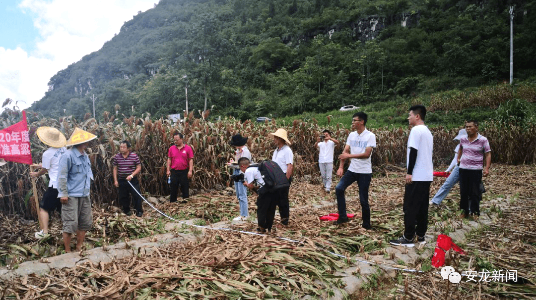 弥渡县农业农村局最新项目，推动农业现代化与乡村振兴的深度融合