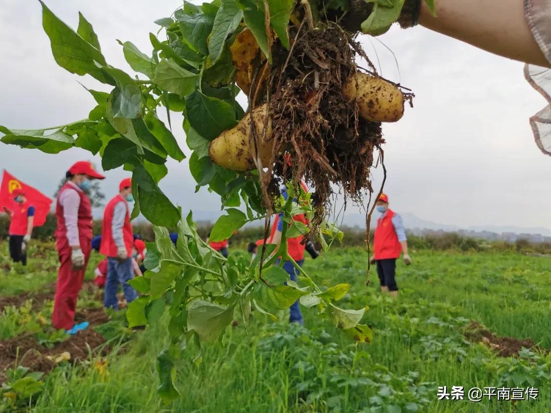 平南县财政局最新项目动态报道