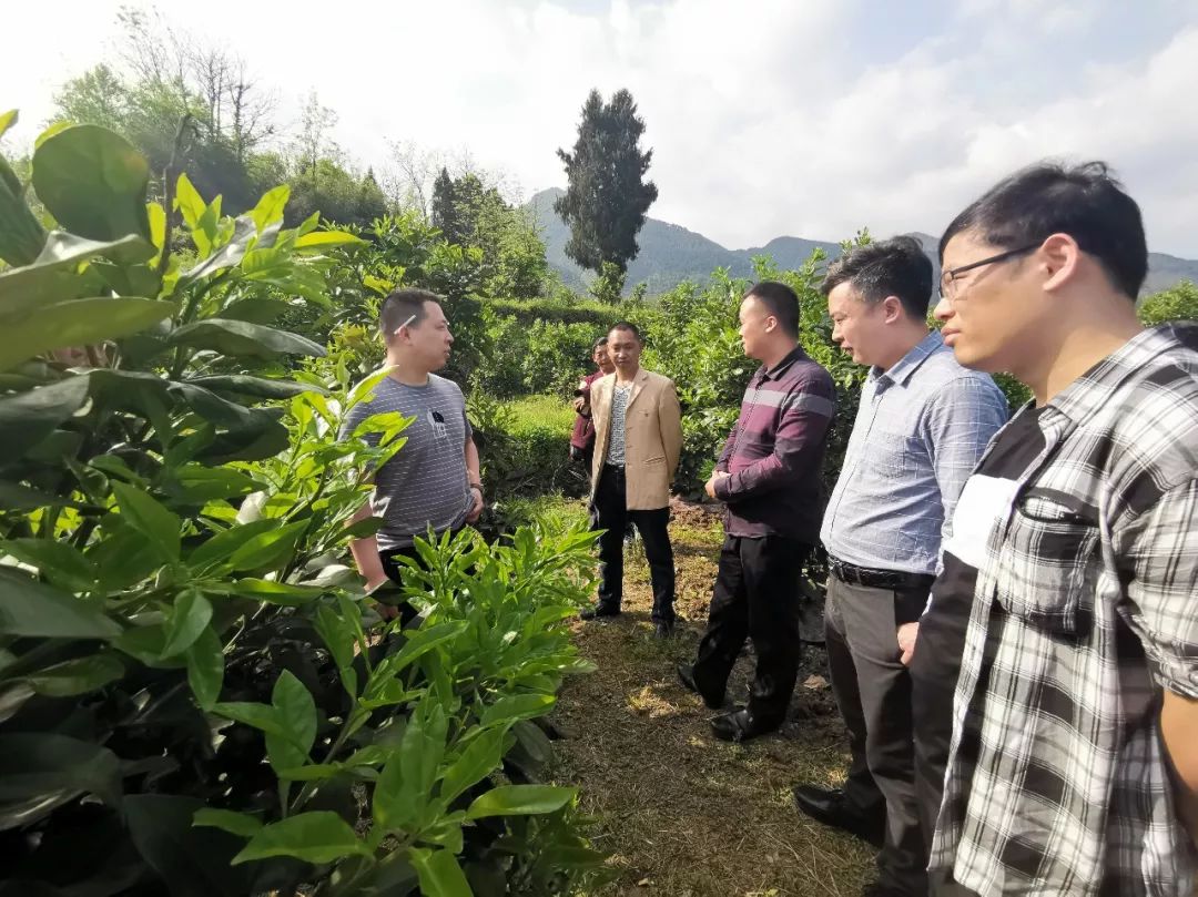 膏田镇最新项目，地区发展的强大引擎驱动力